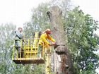 Услуги по опиловке,стрижке и удалению деревьев объявление продам