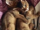 Котик Аби-Вар объявление продам