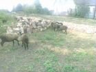 Овцы и бараны объявление продам