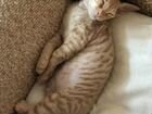Котёнок Донского сфинкса(Велюровый) объявление продам