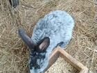 Продаются кролики полтавское серебро 2,3 мес объявление продам