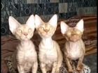 Девон Рекс котята из Новосибирска объявление продам