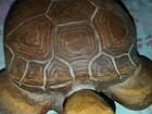 Черепаха для коллекции объявление продам