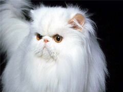 Очаровательный белые котята