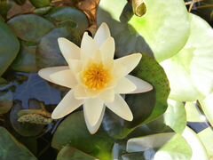 Нимфея (кувшинка), Водяная лилия жёлтая