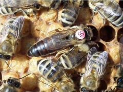 Пчеломатки, пчелопакеты Карника 2020