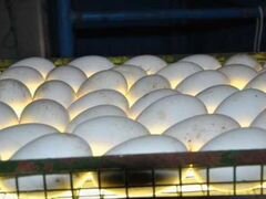Гусинное инкубационное яйцо, а также гусята