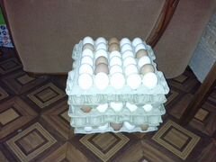 Инкубационное яйцо от кур несушек