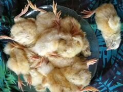 Цыплята суточные -корм для животных