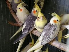 Продам разных попугаев