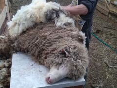 Овце-матки тексель