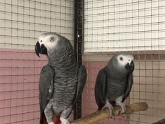 Попугаи рабочая пара