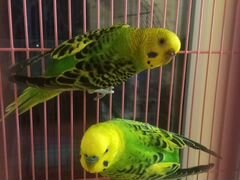Волнистые попугаи (пара)