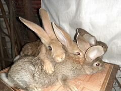 Кролики "Ризен" 3мес., 6 мес