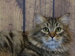 Сибирский котенок мраморного окраса