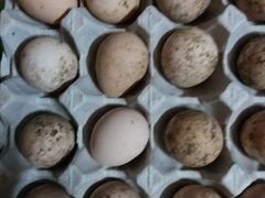 Яйцо инкубационное перепелки, цесарки, индюшки