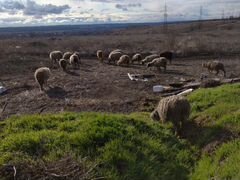 Продам рабочее стадо овец