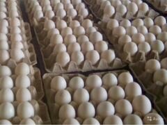 Инкубационное яйцо гибрид мулард стимул