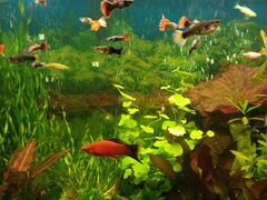 Рыбки аквариумные, растения