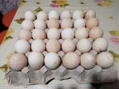 Инкубационное яйца индюков