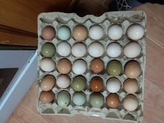 Инкубационное яйцо индюшки и индоутки
