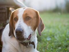 Найдена собака породы русская пегая гончая