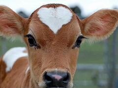 Продаётся бычек 3 недели от домашней коровы 17000