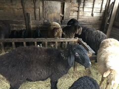 Хорошие гиссарские овцы с ягнятами