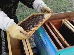 Продаются пчелосемьи и пчелопакеты