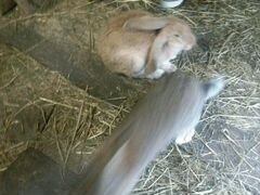 Кролики порода ризен