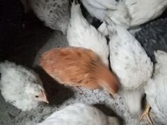 Цыплята им 5недель породистые