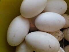 Инкубационное гусиное яйцо Линда и индоутиное тоже