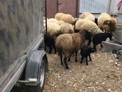 Романовские овцы