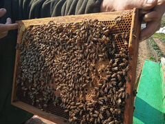 Продам пчелопакеты, пчелосемьи