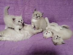 Предлогаются в продажу котята Невские Маскарадные