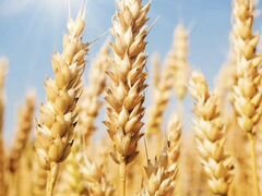 Ячмень, пшеница, кукуруза