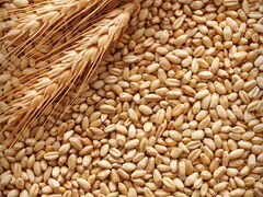 Пшеница яровая Аквилон