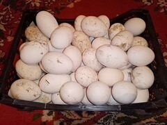 Продаю яйца гусиные для инкубации