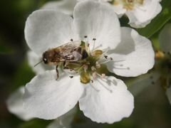 Зимовалые обработанные от клеща пчелы на выбор