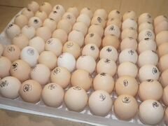 Запись на 27 мая Ломан браун.инкубационное яйцо