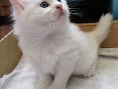 Котенок белого цвета