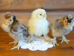 Павловские золотистые: цыплята, инкубационное яйцо