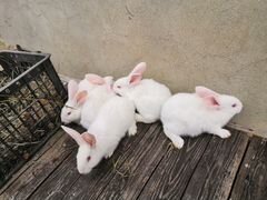 Кролики "белый великан"