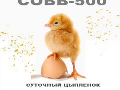 Цыплята бройлер кобб 500