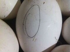 Гусинное яйцо