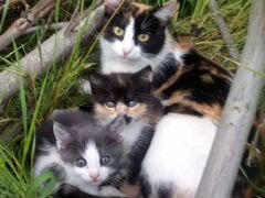 Котята ищют новую семью