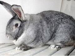 Кролики порода французская шиншила