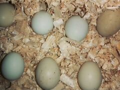 Инкубационный яйца