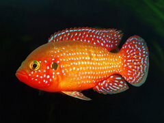 Аквариумная рыбка хромис-красавец