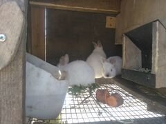 Кролики